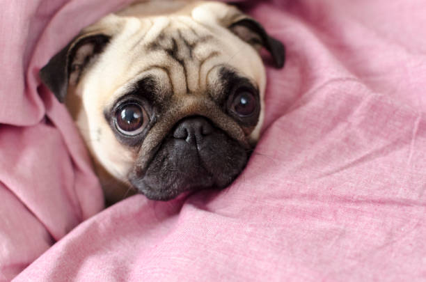 Love at First Snort: 10 Reasons Pugs Are Everyone’s Valentine ❤️