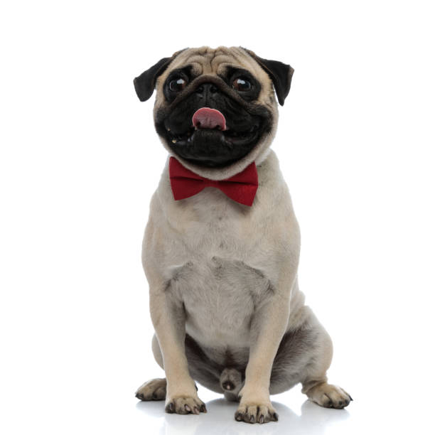 Pug Bowtie